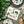 Load image into Gallery viewer, Paper plates Dinosaurs (18x18cm) - (6 pack)